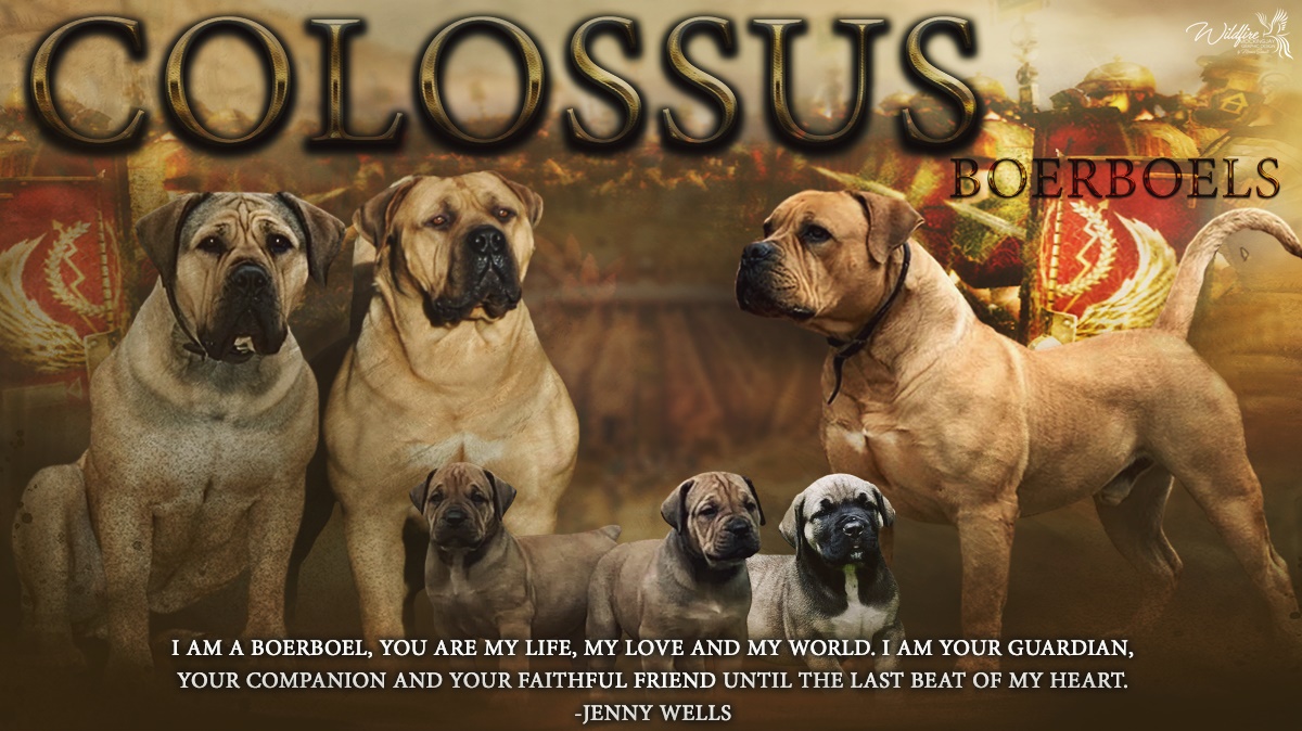 Guardian boerboels hot sale